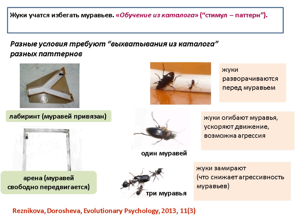 Жуки учатся избегать муравьев. «Обучение из каталога» (“стимул – паттерн”). Разные условия требуют “выхватывания